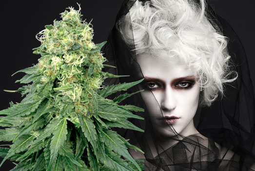 De krachtige White Widow wietplant. De krachtige White Widow wietplant.