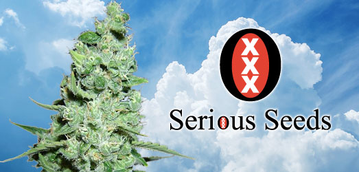 Bekijk de originele AK-47 van Serious Seeds De originele AK-47 van Serious Seeds