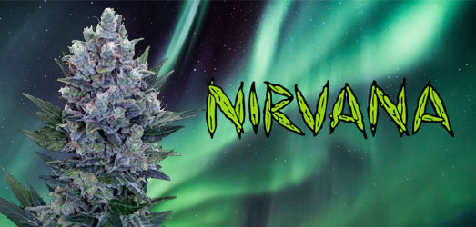 Northern Lights van Nirvana Seeds.