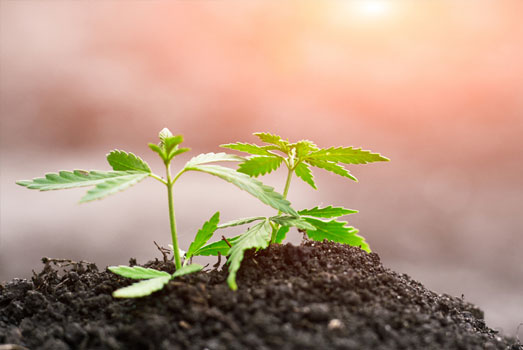 Autoflowering cannabissoorten zijn ware sprinters. Autoflowering cannabissoorten zijn ware sprinters.
