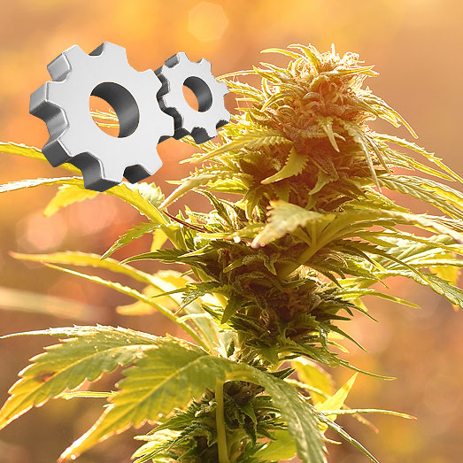 Met autoflowers kun je buiten zelfs nog in juli starten met kweken. Met autoflowers kun je buiten zelfs nog in juli starten met kweken.