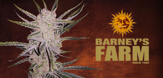 Ayahuasca Purple van Barney’s Farm Ayahuasca Purple van Barney’s Farm