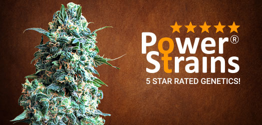 Banana Punch van PowerStrains. Banana Punch van PowerStrains.