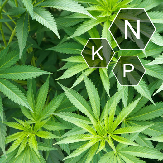 Stikstof is essentieel voor de vroege ontwikkeling en groei van je wietplant. Stikstof is essentieel voor de vroege ontwikkeling en groei van je wietplant.