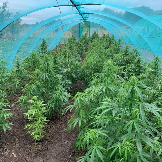 Bescherming te weersomstandigheden via plastic tunnels (polytunnels).