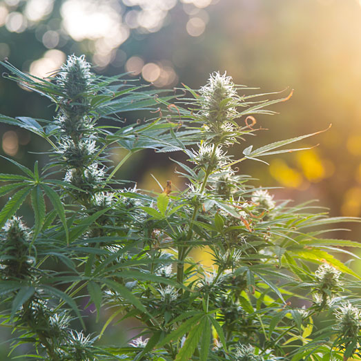 Het kiezen van een geschikte kweeklocatie is hierbij essentieel.