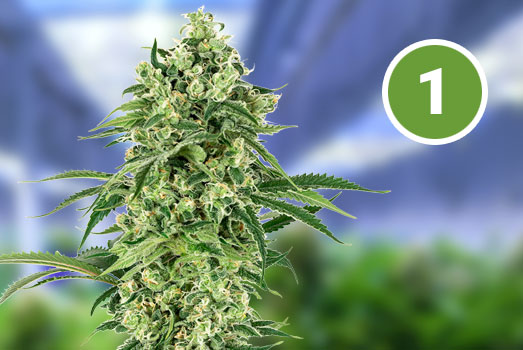 60 Days Grapefruit: Nummer 1 Autoflower wietsoort 60 Days Grapefruit: Nummer 1 Autoflower wietsoort