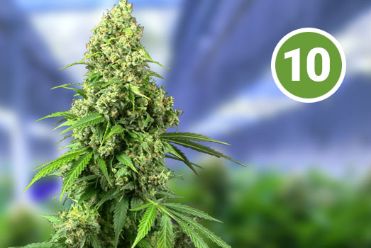 OG Kush: Nummer 10 Autoflower wietsoort OG Kush: Nummer 10 Autoflower wietsoort