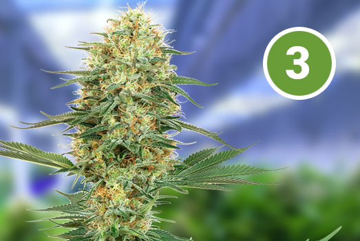 Amnesia Haze: Nummer 3 Autoflower wietsoort Amnesia Haze: Nummer 3 Autoflower wietsoort