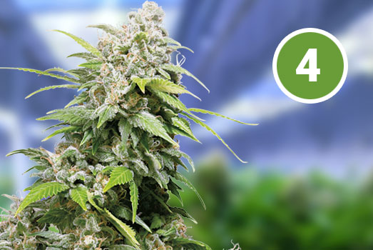 Afghan Skunk: Nummer 4 Autoflower wietsoort Afghan Skunk: Nummer 4 Autoflower wietsoort