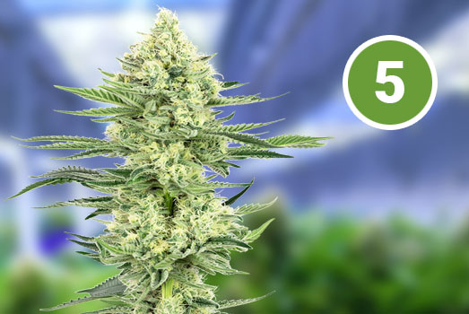 White Widow: Nummer 5 Autoflower wietsoort White Widow: Nummer 5 Autoflower wietsoort