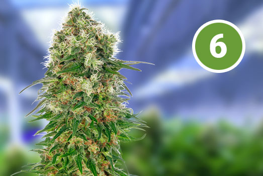 Northern Light: Nummer 6 Autoflower wietsoort Northern Light: Nummer 6 Autoflower wietsoort