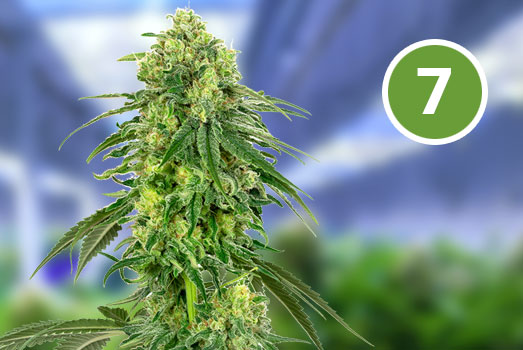 Power Plant: Nummer 7 Autoflower wietsoort Power Plant: Nummer 7 Autoflower wietsoort
