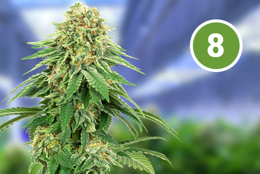 Gorilla Glue: Nummer 8 Autoflower wietsoort Gorilla Glue: Nummer 8 Autoflower wietsoort