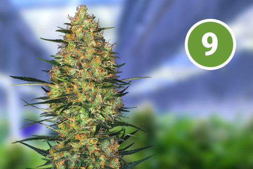 Blue Berry: Nummer 9 Autoflower wietsoort Blue Berry: Nummer 9 Autoflower wietsoort