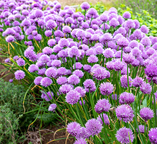 Bieslook is een goede buur voor je wietplanten. Bieslook is een goede buur voor je wietplanten.