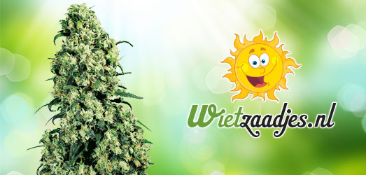 Big Bud Autoflower van ons Huismerk. Big Bud Autoflower van ons Huismerk.