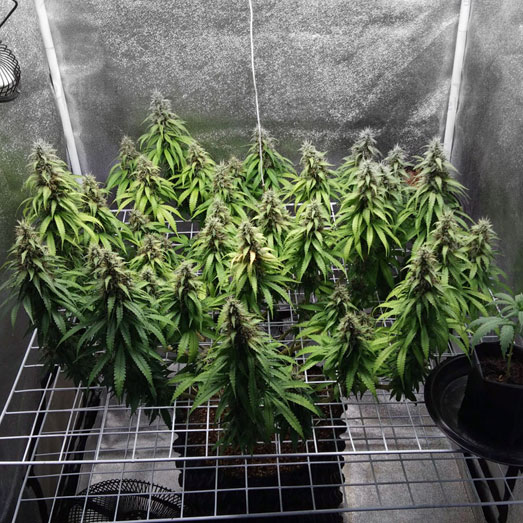Big Bud binnen kweken in kweektent. Big Bud binnen kweken in kweektent.