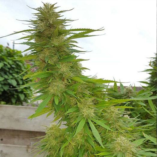 Big Bud marijuana buitenkweek. Big Bud marijuana buitenkweek.