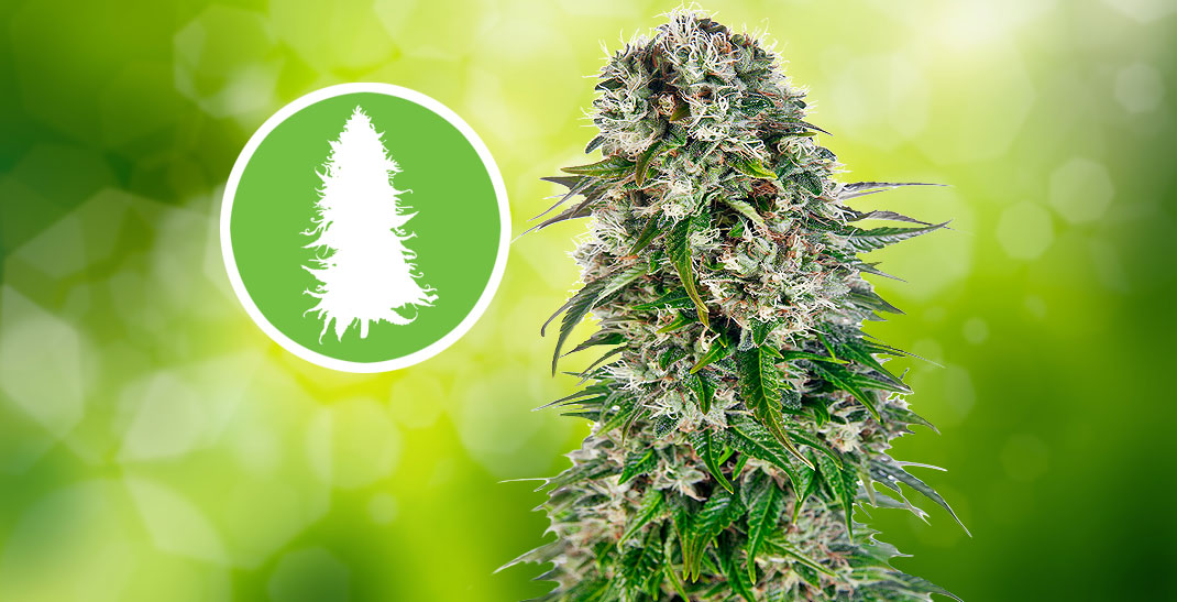 Big Bud Cannabis Strain informatie.