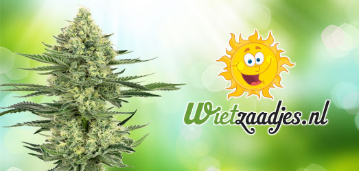 Big Bud van ons Huismerk. Critical Kush van Dinafem.