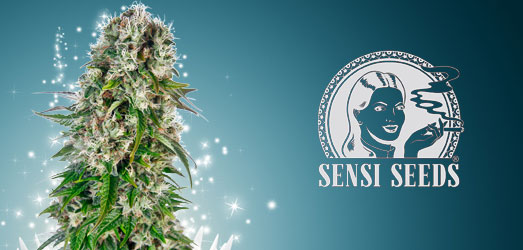Big Bud van Sensi Seeds. Big Bud van Sensi Seeds.