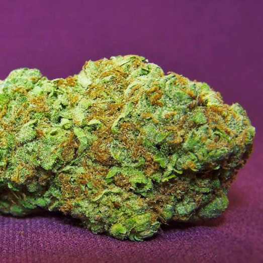Big Bud wiet brengt voornamelijk ontspanning. Big Bud wiet brengt voornamelijk ontspanning.