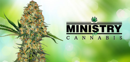 Big Bud XXL van Ministry of Cannabis. Big Bud XXL van Ministry of Cannabis.