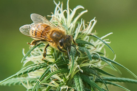 De meeste gezelschapsplanten trekken nuttige insecten aan. De meeste gezelschapsplanten trekken nuttige insecten aan.