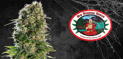 Black Cheese van Big Buddha Seeds. Black Cheese van Big Buddha Seeds.