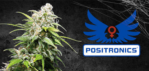 Black Widow van Positronic Seeds. Black Widow van Positronic Seeds.