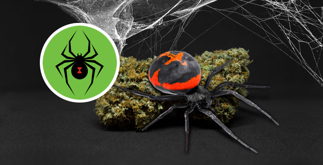 Black Widow Wiet