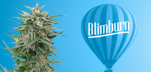Blue Dream van Blimburn Seeds.