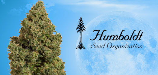 Blue Dream CBD van het merk Humboldt Seeds