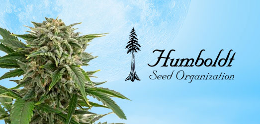 Blue Dream van Humboldt Seeds.