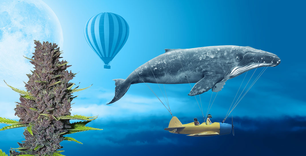 Blue Dream wiet kweken uit Blue Dreams cannabis zaden