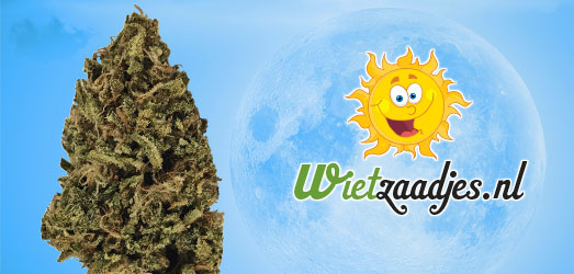 Blue Dreamer Auto van het Huismerk Wietzaadjes.nl