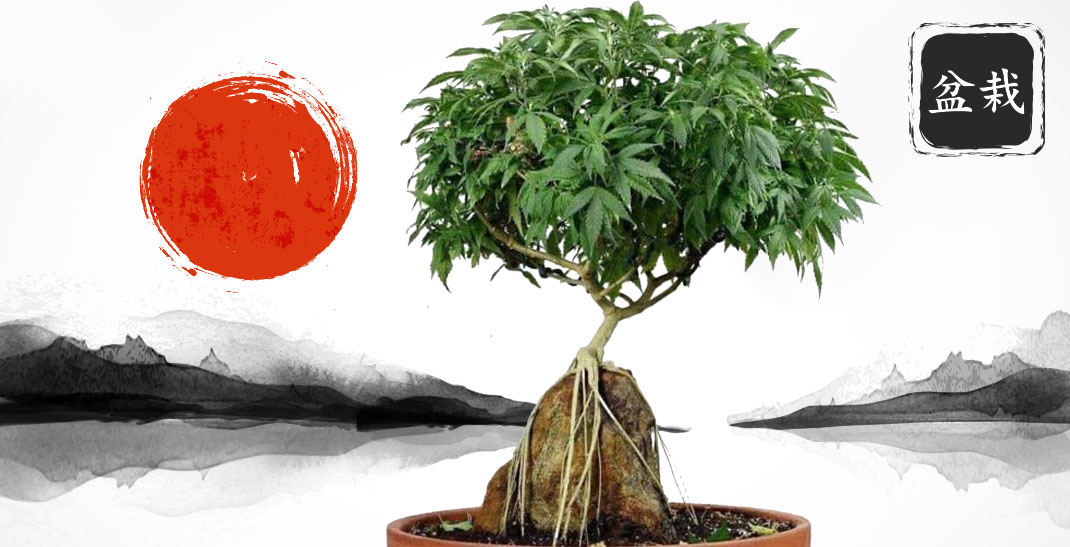 Bonsai wiet kweken