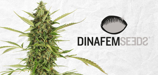 Bubba Kush van Dinafem Bubba Kush van Dinafem