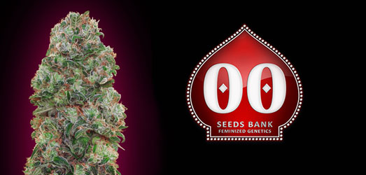 Bubble Gum van 00 Seeds