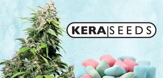 Bubblegum  van Kera Seeds.