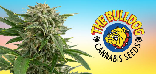 Bubblegum Kush van het merk Bulldog Seeds