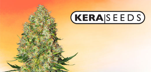 Bubblegum wietzaden van Kera Seeds Remo Chemo van Dinafem.