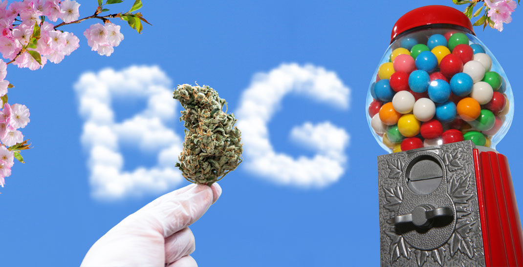 Bubblegum wiet, of Bubble Gum, is geliefd bij rokers over de hele wereld.