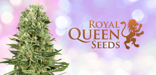 Bubblegum XL van Royal Queen Seeds