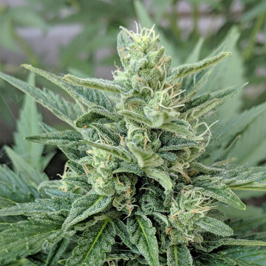 Critical Kush buiten kweek. Critical Kush buiten kweek.