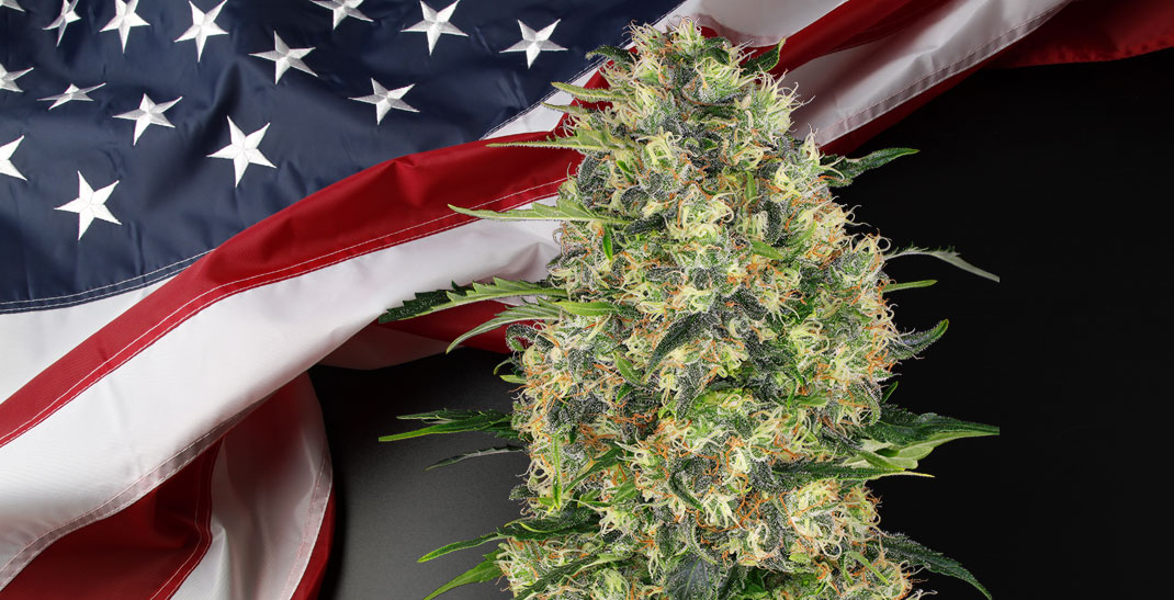 Candy Kush wiet - een kruising van klassieke wietsoorten uit Amerika