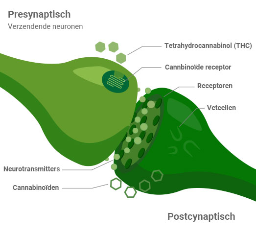 CBD en THC activeren verschillende cannabinoïde-receptoren in het lichaam. CBD en THC activeren verschillende cannabinoïde-receptoren in het lichaam.