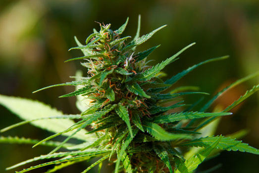 Een cannabis plant in bloei. Een cannabis plant in bloei.