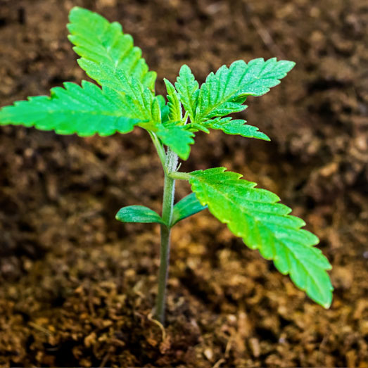 Zaailing Master Kush wietplant. Zaailing Master Kush wietplant.